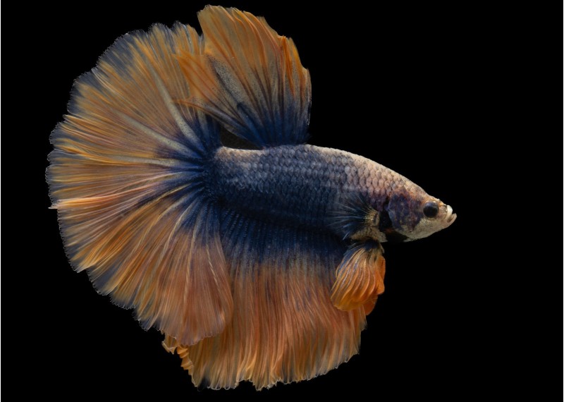 Betta HM select mâle grizzle bleu