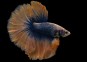 Betta HM select mâle grizzle bleu
