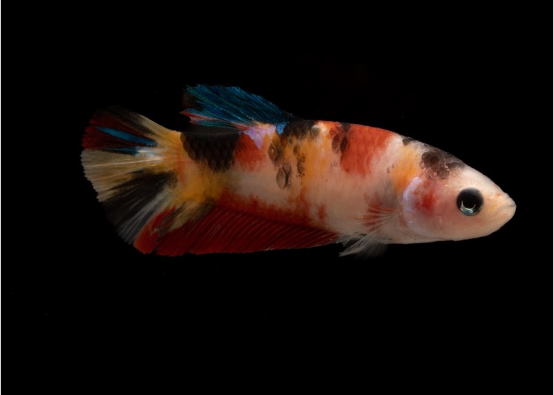 Betta plakat femelle select némo