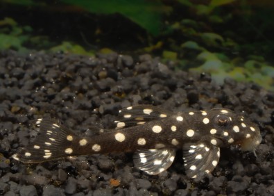 L501 small spot pleco