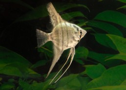 Scalaire blue pinoy