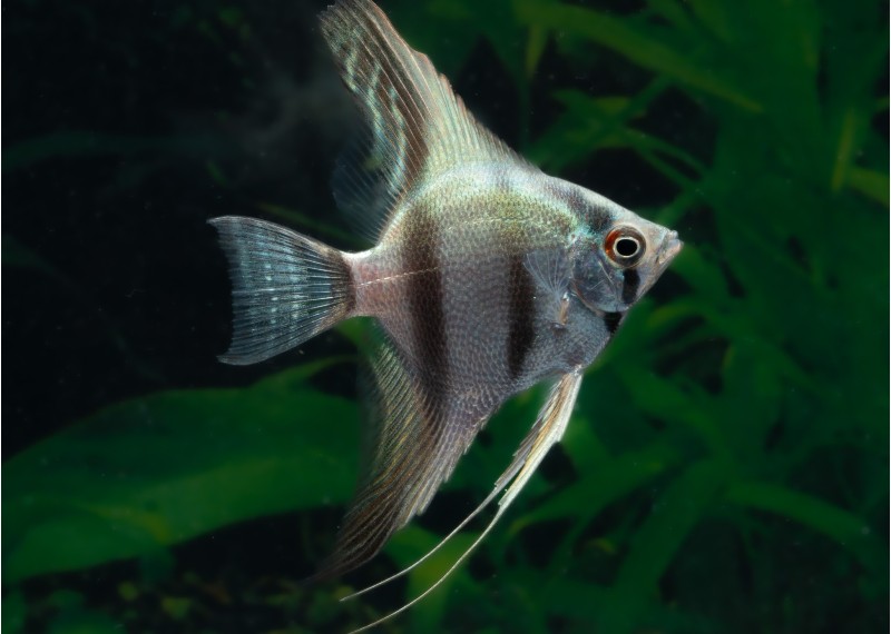 Scalaire manacapuru