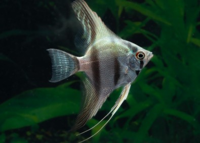 Scalaire manacapuru