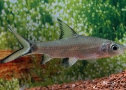 Requin argent