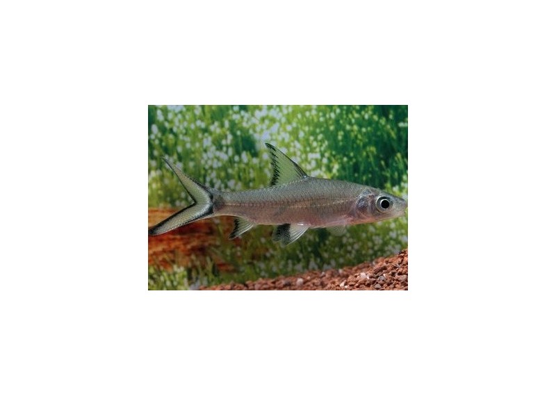 Requin argent