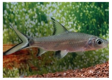 Requin argent