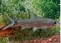Requin argent