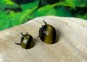 Escargot clithon corona rayé