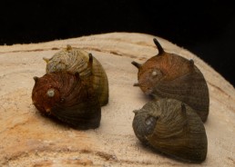 Clithon sunsnail