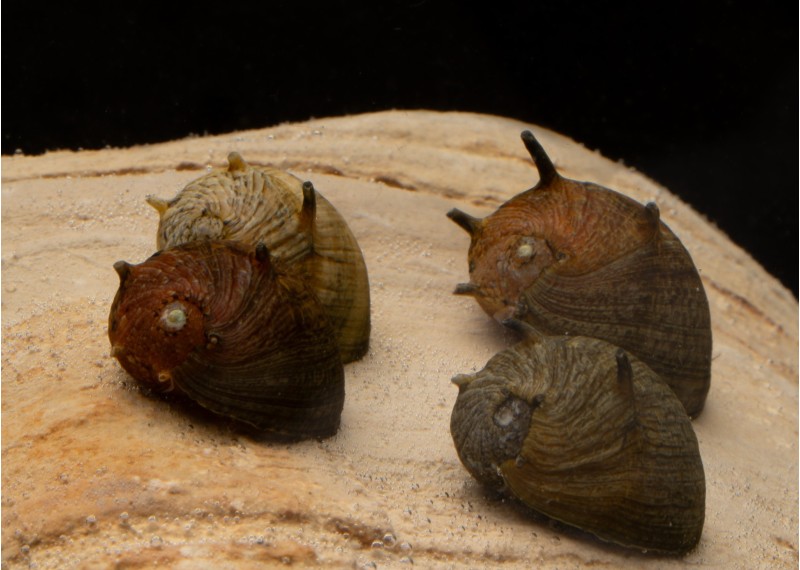 Clithon sunsnail