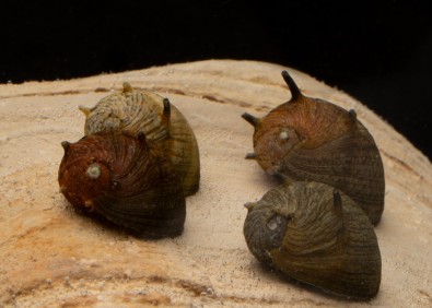 Clithon sunsnail