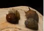Clithon sunsnail