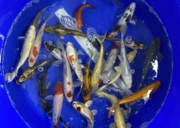 Carpe koi classe B (Biosecure)