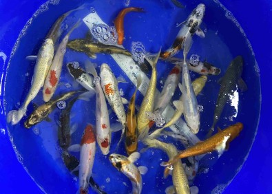 Carpe koi classe B (Biosecure)