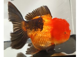 Japonais sur photo 35 (14.5cm)