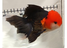 Japonais sur photo 39 (14cm)