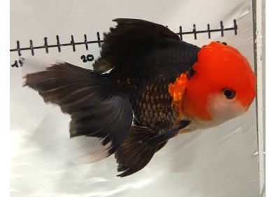 Japonais sur photo 39 (14cm)
