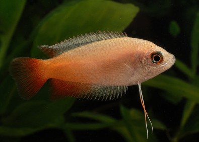 Chuna red tail