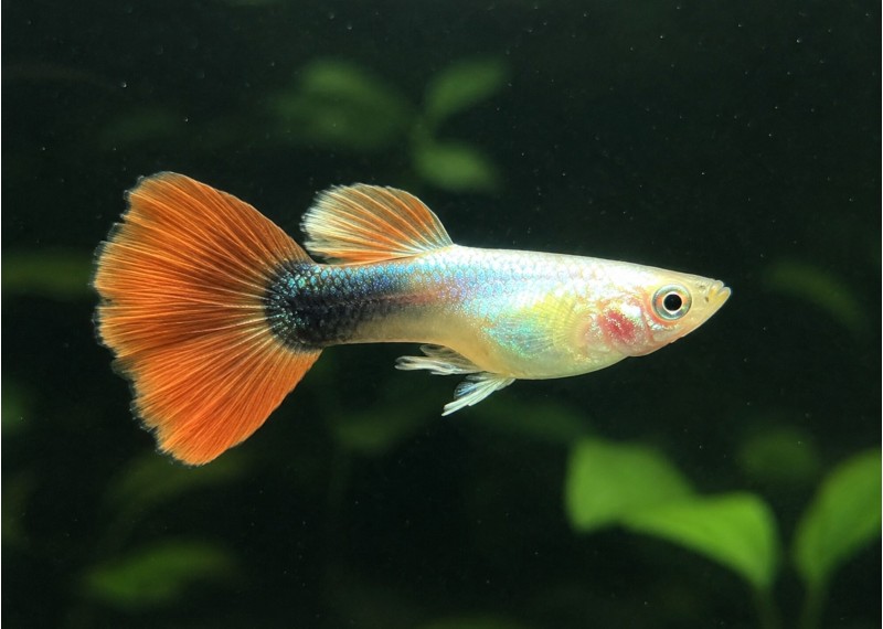 Guppy mâle select platinum red tuxedo