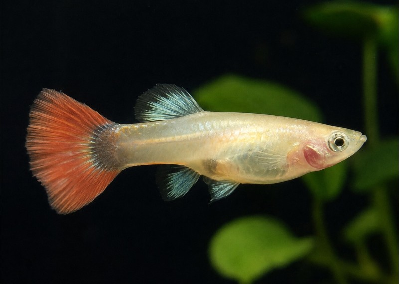 Guppy femelle select platinum red tuxedo