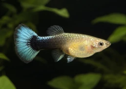 Guppy femelle select...