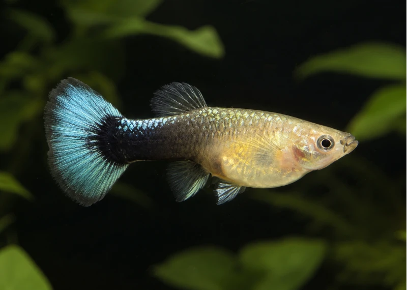 Guppy femelle select éléphant tuxedo b