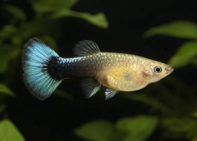 Guppy femelle select éléphant tuxedo b