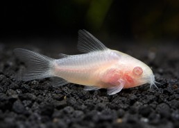 Gastrodermus pygmaeus...