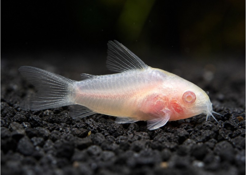 Gastrodermus pygmaeus albinos (élevage)