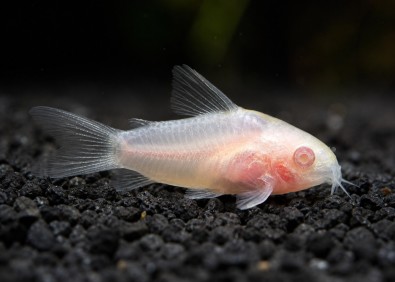 Gastrodermus pygmaeus albinos (élevage)