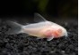 Gastrodermus pygmaeus albinos (élevage)