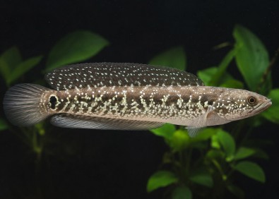 Channa asiatica white spotted