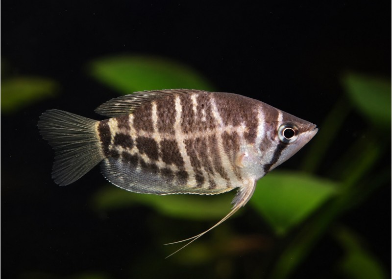 Gourami chocolat rayé