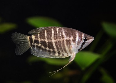 Gourami chocolat rayé