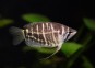 Gourami chocolat rayé