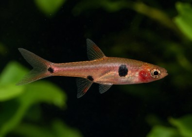 Rasbora naevus