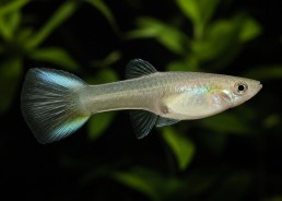 Guppy femelle endler blue...