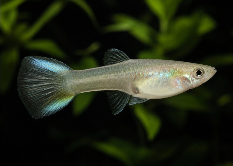 Guppy femelle endler blue japan
