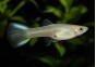 Guppy femelle endler blue japan