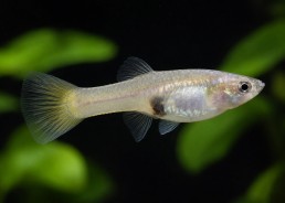 Guppy femelle endler tuxedo...