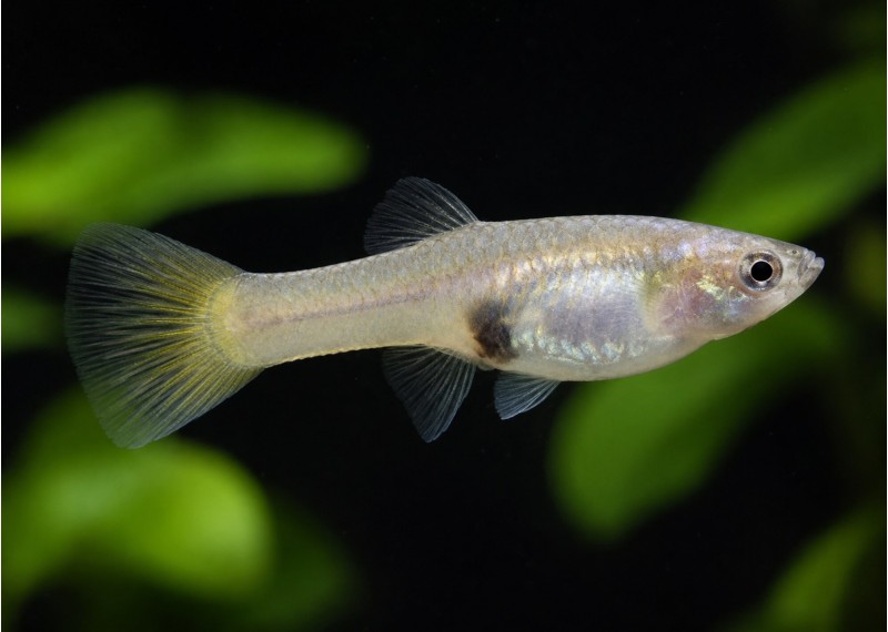 Guppy femelle endler tuxedo yellow