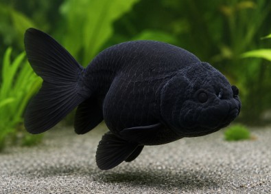 Ranchu grade A full black