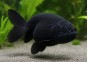 Ranchu grade A full black