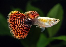 Guppy mâle select mosaic red