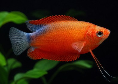 Chuna red blue back