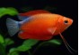 Chuna red blue back
