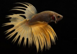 Betta crowntail mâle mustard