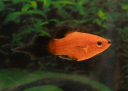 Platy rouge wagtail shpitz