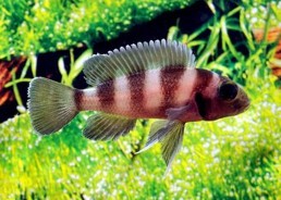 Neolamprologus tretocephalus