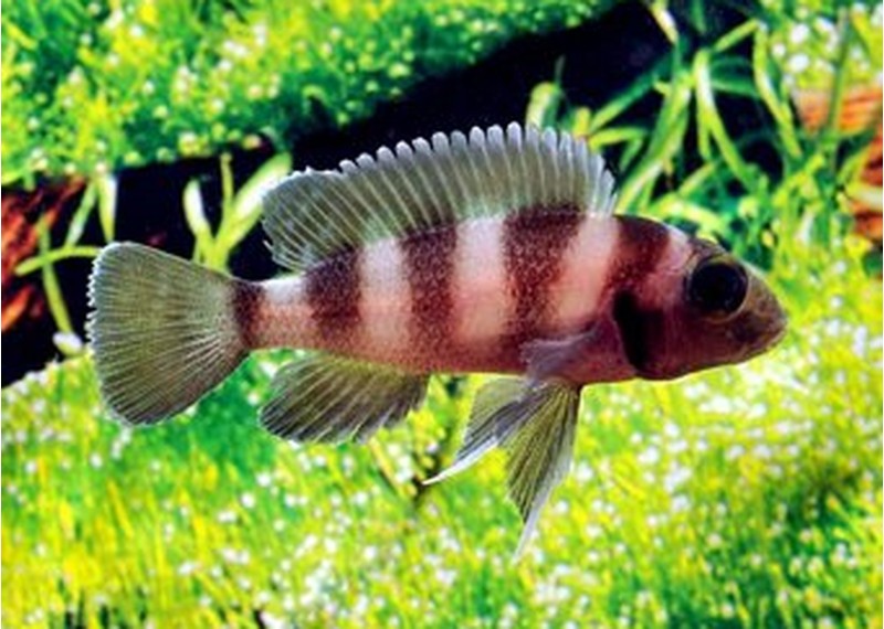 Neolamprologus tretocephalus